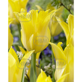 Hectarul - Bulbi de lalea Ballade Gold, 5 bulbi